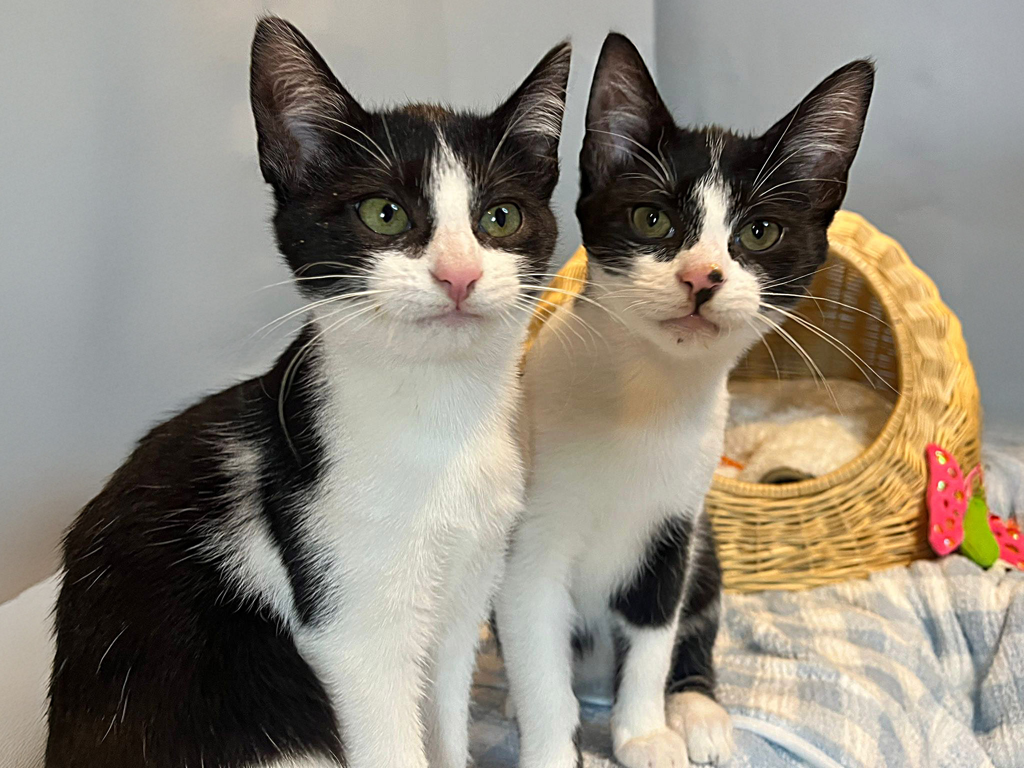 Montaż siatki na balkon dla kota w Warszawie